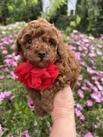 Girl 1, a female Poodle - Toy  for sale in Sacramento, CA – Photo 6 of 10