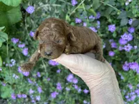 Girl, a female Poodle - Toy  for sale in Sacramento, CA – Photo 3 of 6