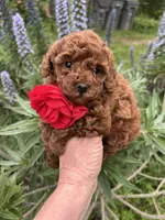 Girl 1, a female Poodle - Toy  for sale in Sacramento, CA – Photo 4 of 10