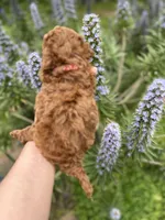 Girl 1, a female Poodle - Toy  for sale in Sacramento, CA – Photo 5 of 10