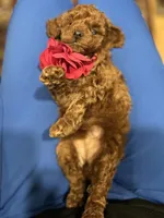 Girl 1, a female Poodle - Toy  for sale in Sacramento, CA – Photo 10 of 10