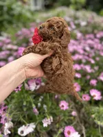 Girl 1, a female Poodle - Toy  for sale in Sacramento, CA – Photo 3 of 10