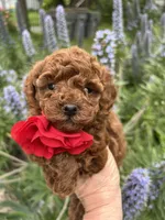 Girl 1, a female Poodle - Toy  for sale in Sacramento, CA – Photo 8 of 10