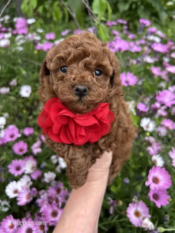 Girl 1 – Poodle - Toy  puppy for sale in Sacramento, CA