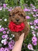 Girl 1, a female Poodle - Toy  for sale in Sacramento, CA – Photo 1 of 10