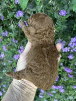 Girl, a female Poodle - Toy  for sale in Sacramento, CA – Photo 5 of 6