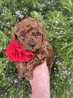 Girl 1, a female Poodle - Toy  for sale in Sacramento, CA – Photo 9 of 10