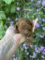 Girl, a female Poodle - Toy  for sale in Sacramento, CA – Photo 2 of 6