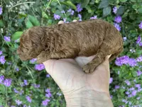 Girl, a female Poodle - Toy  for sale in Sacramento, CA – Photo 4 of 6