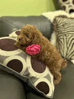 Pink Rosa, a female Poodle - Toy  for sale in West Sacramento, CA – 4 of 7