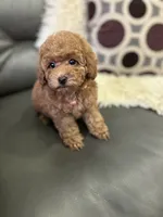 Pink Rosa( check video), a female Poodle - Toy  for sale in West Sacramento, CA – 5 of 10