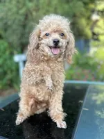 Maya, a female Poodle - Toy  for sale in Sacramento, CA – Photo 2 of 7