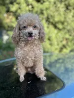 Maya, a female Poodle - Toy  for sale in Sacramento, CA – Photo 5 of 7