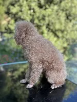 Maya, a female Poodle - Toy  for sale in Sacramento, CA – Photo 6 of 7