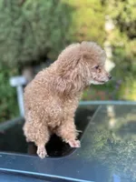 Maya, a female Poodle - Toy  for sale in Sacramento, CA – Photo 4 of 7