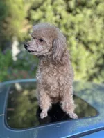 Maya, a female Poodle - Toy  for sale in Sacramento, CA – Photo 3 of 7