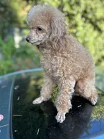Maya, a female Poodle - Toy  for sale in Sacramento, CA – Photo 1 of 7
