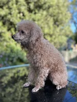 Maya, a female Poodle - Toy  for sale in Sacramento, CA – Photo 7 of 7
