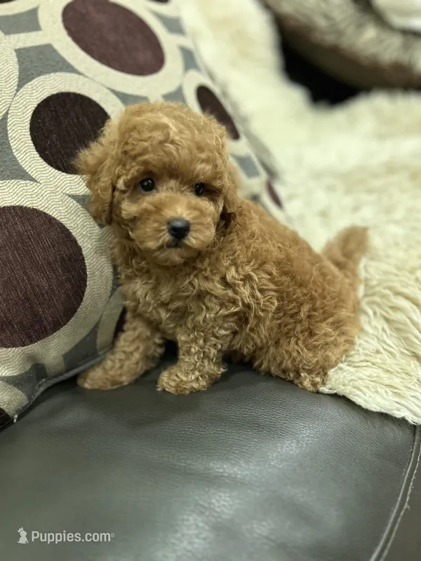 Boy Medium Brown  – Poodle - Toy  puppy for sale in West Sacramento, CA
