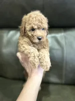Boy Apricot , a male Poodle - Toy  for sale in West Sacramento, CA – 2 of 4