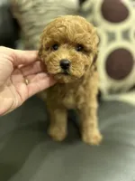 Boy Medium Brown , a male Poodle - Toy  for sale in West Sacramento, CA – 2 of 8