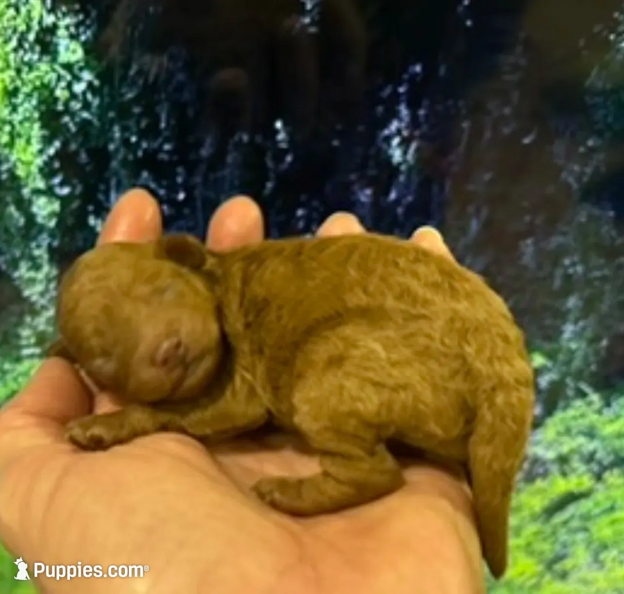 Beautiful Fem just born , a female Poodle - Toy  for sale in West Sacramento, CA – 2 of 4
