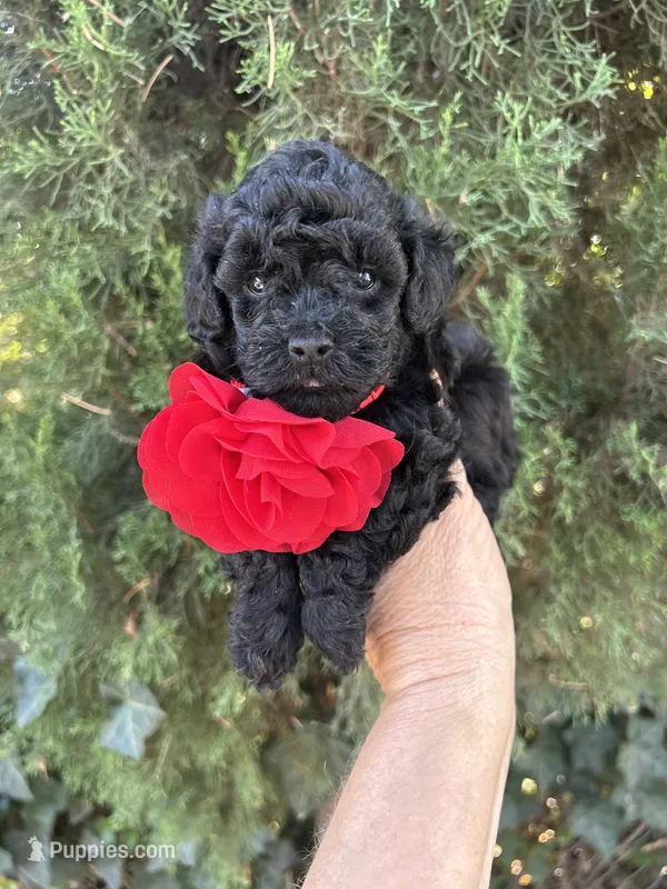 Beautiful Girl  – Poodle - Toy  puppy on hold in West Sacramento, CA