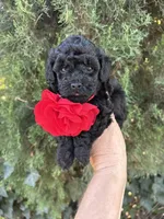 Beautiful Girl , a female Poodle - Toy  for sale in West Sacramento, CA – 1 of 9