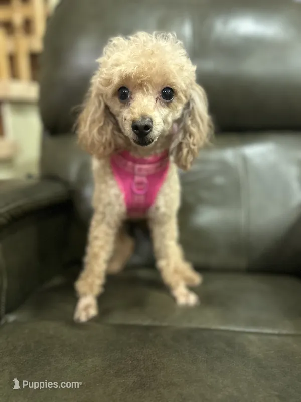 Maya – Poodle - Toy  puppy for sale in Sacramento, CA
