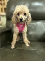 Maya, a female Poodle - Toy  for sale in Sacramento, CA – 1 of 3