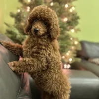 Deep Red AKC, a male Poodle - Toy  for sale in Sacramento, CA – Photo 6 of 9