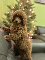 Deep Red AKC, a male Poodle - Toy  for sale in Sacramento, CA – Photo 6 of 9