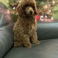 Deep Red AKC, a male Poodle - Toy  for sale in Sacramento, CA – Photo 7 of 9