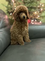 Deep Red AKC, a male Poodle - Toy  for sale in Sacramento, CA – Photo 7 of 9