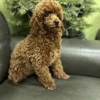 Deep Red AKC, a male Poodle - Toy  for sale in Sacramento, CA – Photo 8 of 9