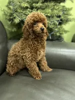 Deep Red AKC, a male Poodle - Toy  for sale in Sacramento, CA – Photo 8 of 9