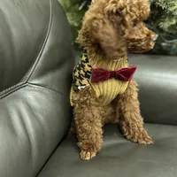 Deep Red AKC, a male Poodle - Toy  for sale in Sacramento, CA – Photo 4 of 9