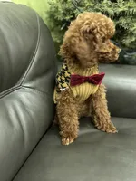 Deep Red AKC, a male Poodle - Toy  for sale in Sacramento, CA – Photo 4 of 9