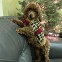 Deep Red AKC, a male Poodle - Toy  for sale in Sacramento, CA – Photo 5 of 9