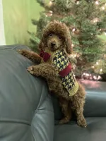 Deep Red AKC, a male Poodle - Toy  for sale in Sacramento, CA – Photo 5 of 9