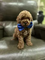 Deep Red AKC, a male Poodle - Toy  for sale in Sacramento, CA – Photo 9 of 9