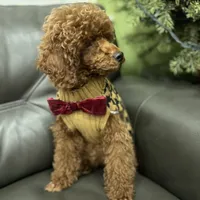 Deep Red AKC, a male Poodle - Toy  for sale in Sacramento, CA – Photo 3 of 9