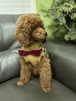 Deep Red AKC, a male Poodle - Toy  for sale in Sacramento, CA – Photo 3 of 9