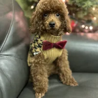 Deep Red AKC, a male Poodle - Toy  for sale in Sacramento, CA – Photo 1 of 9