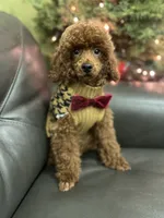 Deep Red AKC, a male Poodle - Toy  for sale in Sacramento, CA – Photo 1 of 9