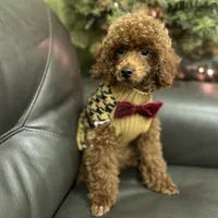 Deep Red AKC, a male Poodle - Toy  for sale in Sacramento, CA – Photo 2 of 9