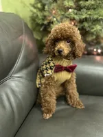 Deep Red AKC, a male Poodle - Toy  for sale in Sacramento, CA – Photo 2 of 9