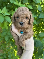  Red Boy , a male Poodle - Toy  for sale in West Sacramento, CA – 2 of 8