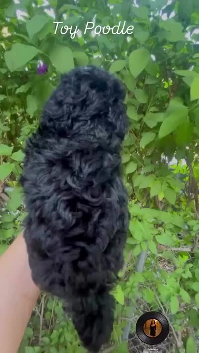 Tiny boy( check video), a male Poodle - Toy  for sale in West Sacramento, CA – 10 of 10