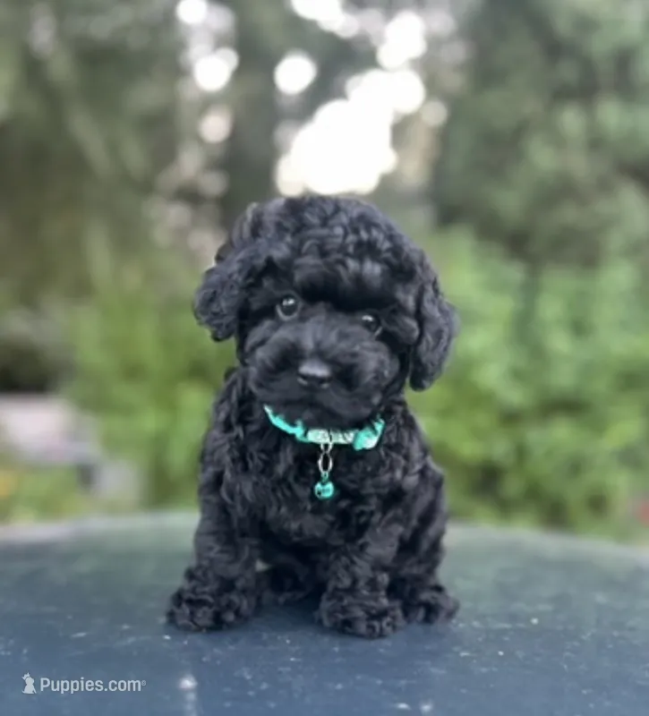 Tiny boy – Poodle - Toy  puppy for sale in West Sacramento, CA